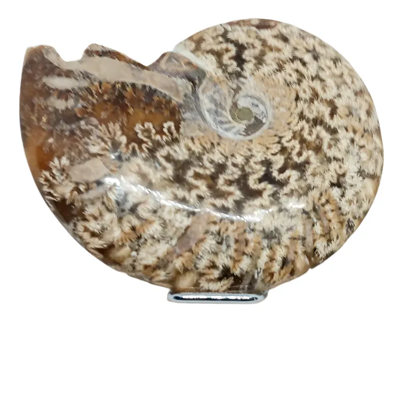 169G Whole Sutured Ammonite Fossil