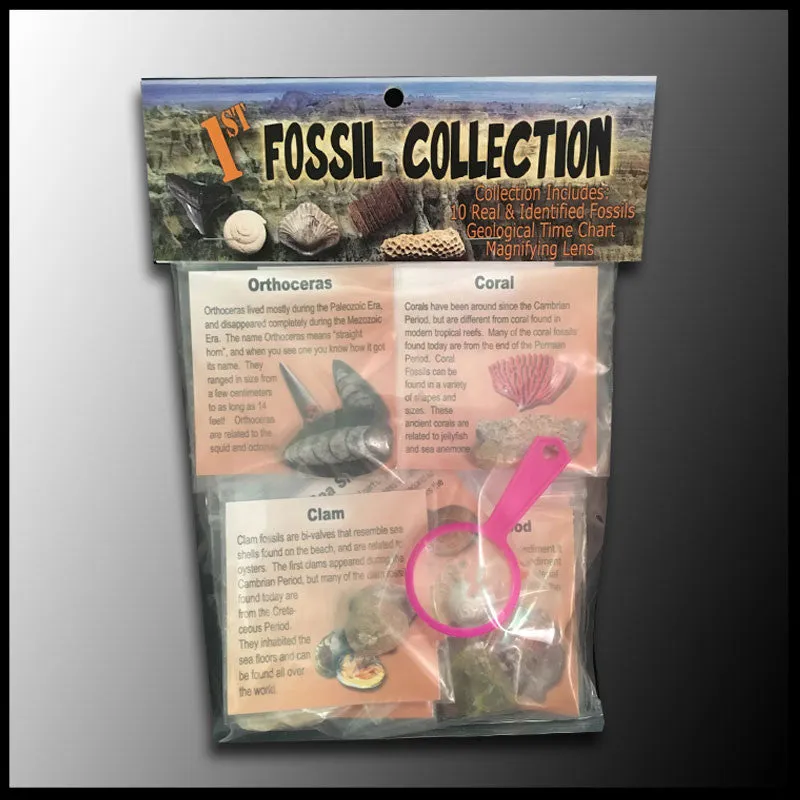 1st Fossil Collection - Case of 25