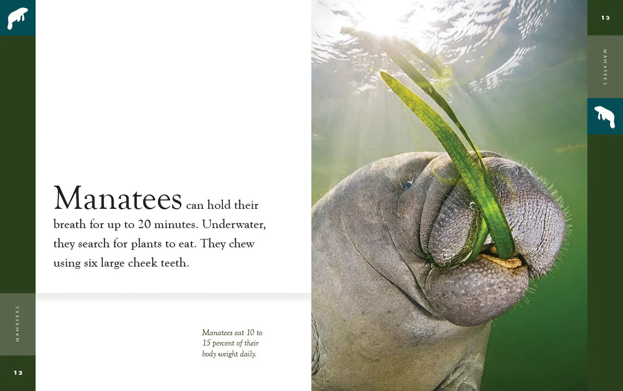 Amazing Animals (2022): Manatees by The Creative Company Shop