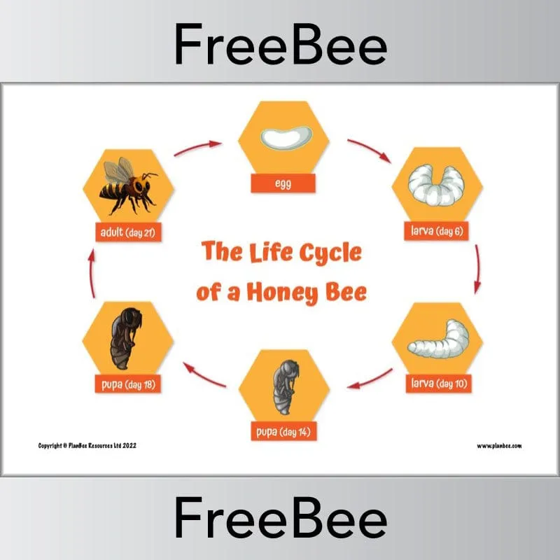 Life Cycle of a Bee