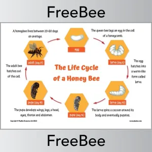 Life Cycle of a Bee