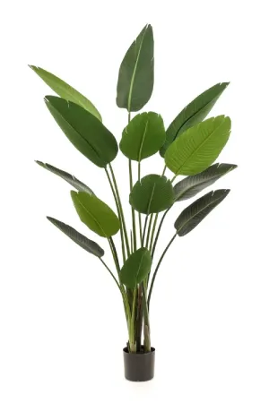 Potted Faux Houseplant Set (2) | Emerald Strelitzia