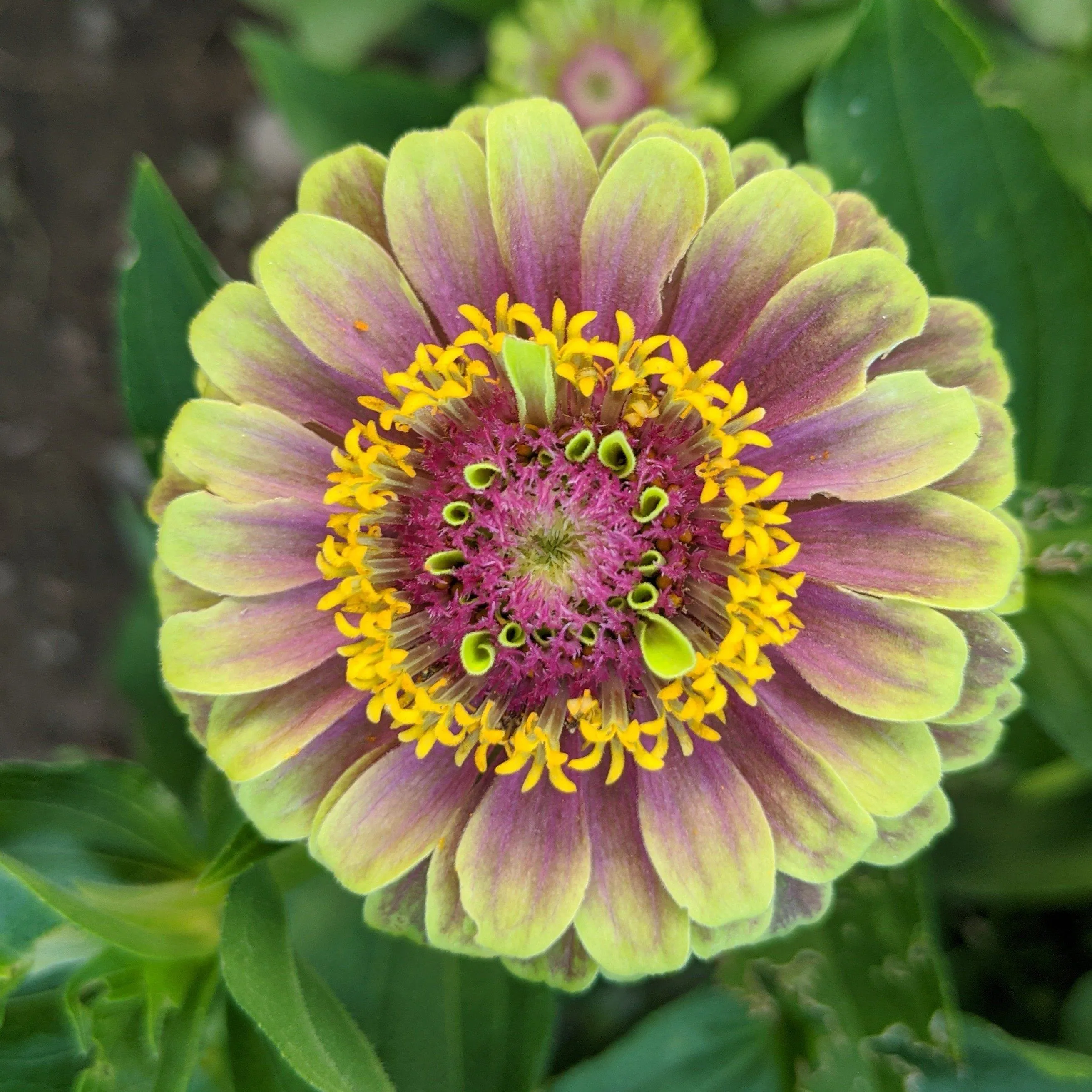 Queen Lime Blush Zinnia