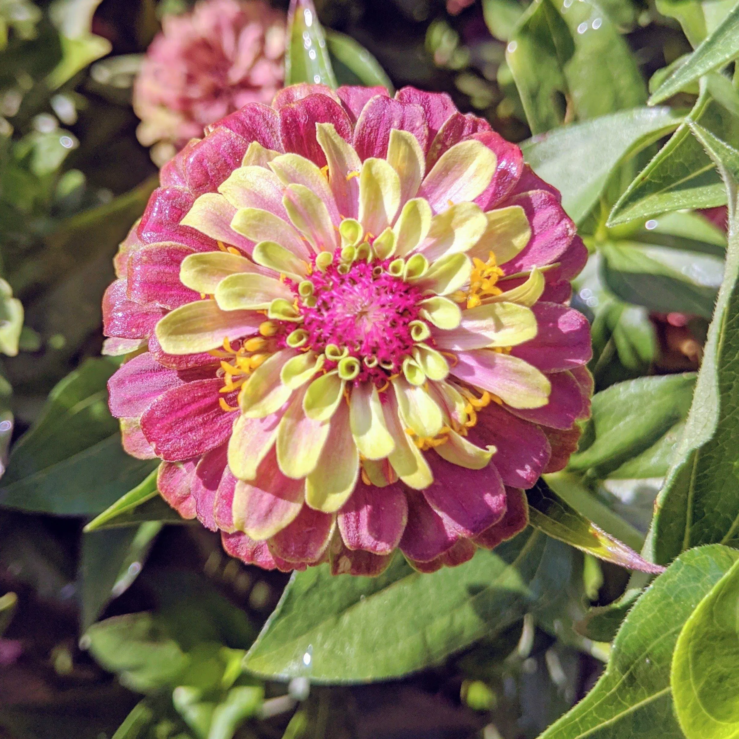 Queen Lime Blush Zinnia