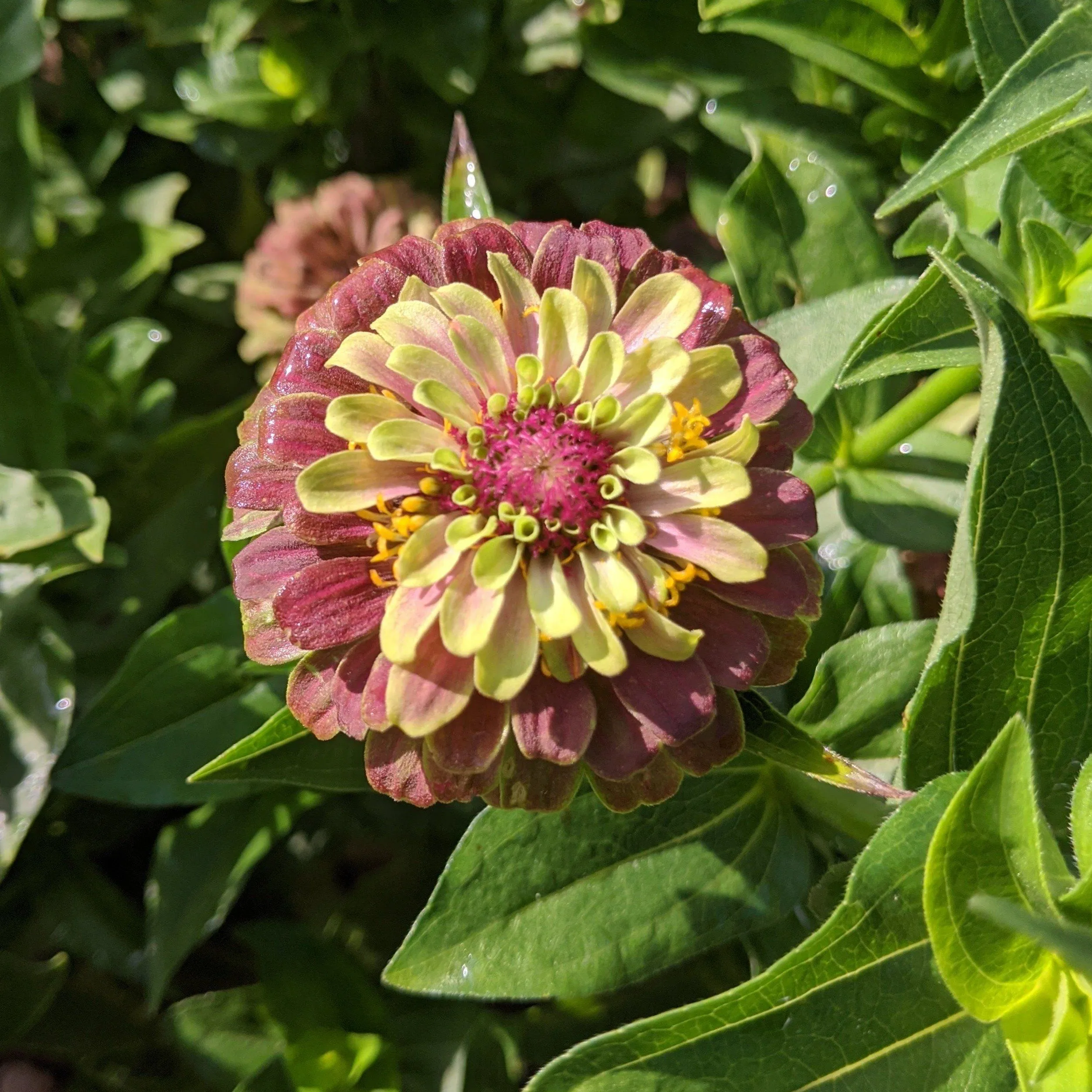 Queen Lime Blush Zinnia