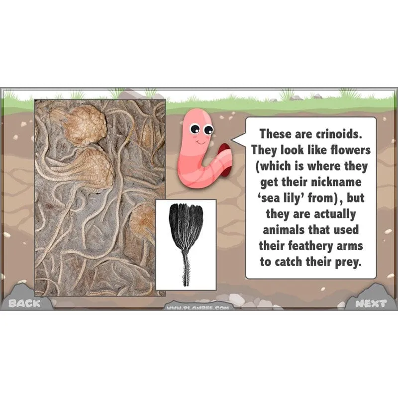 Rocks, Fossils and Soils