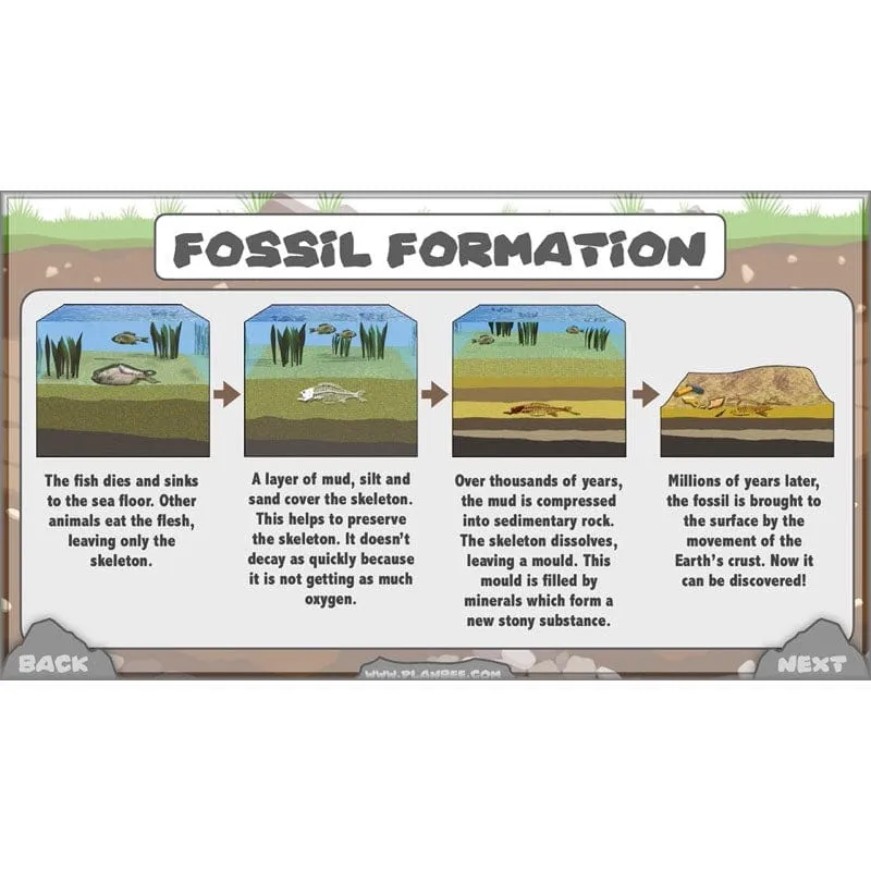 Rocks, Fossils and Soils