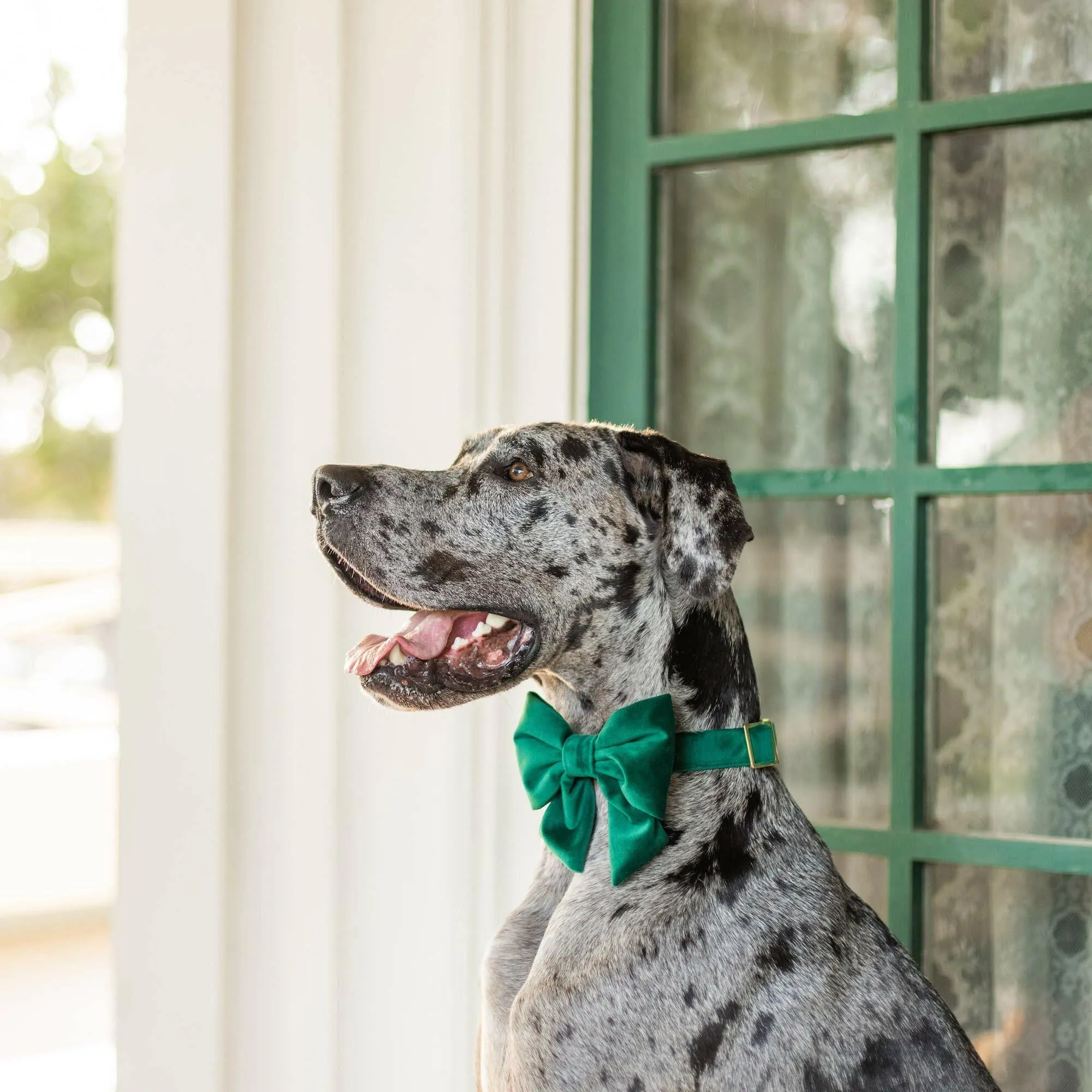 The Foggy Dog Lady Bow - Forest Green Velvet