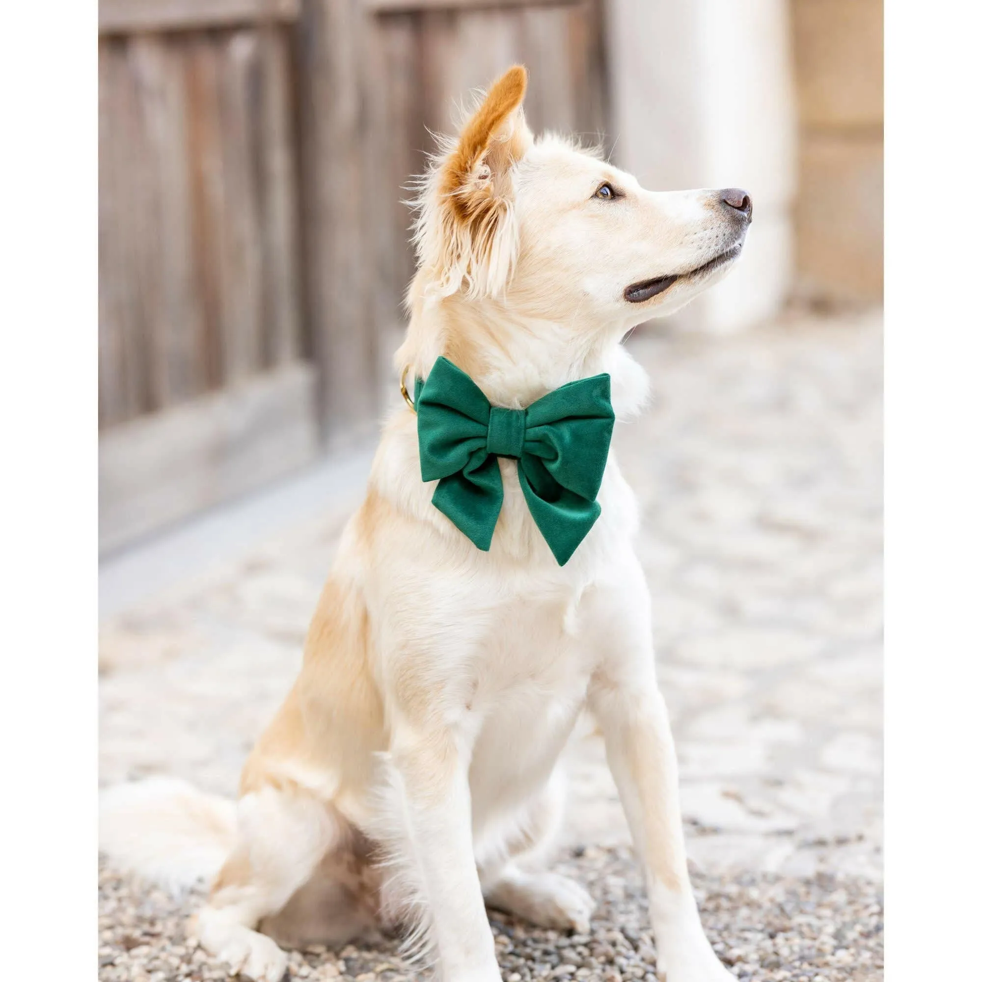 The Foggy Dog Lady Bow - Forest Green Velvet